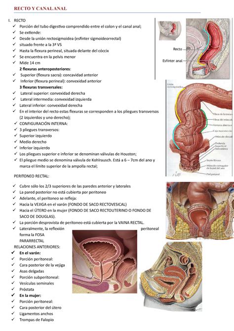 anal en español